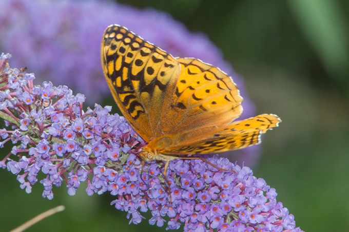 butterfly v1_43G3538