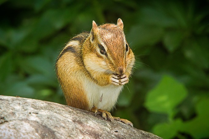 chipmunk v1_43G3313-2