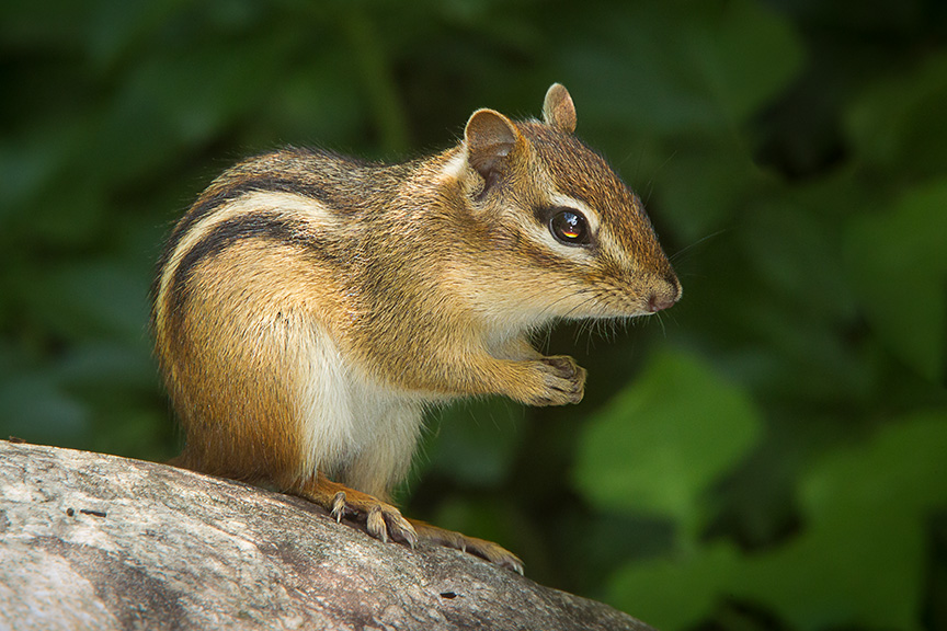 chipmunk v2 yard_43G3303