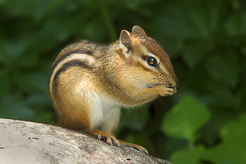 chipmunk v2_43G3302