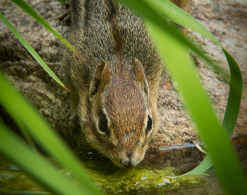 chipmunk v2_43G3394-2