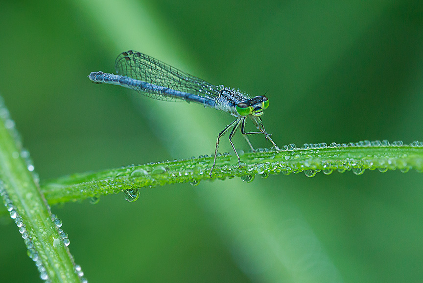 damsel stack v6_9 img stack f8 43G5888
