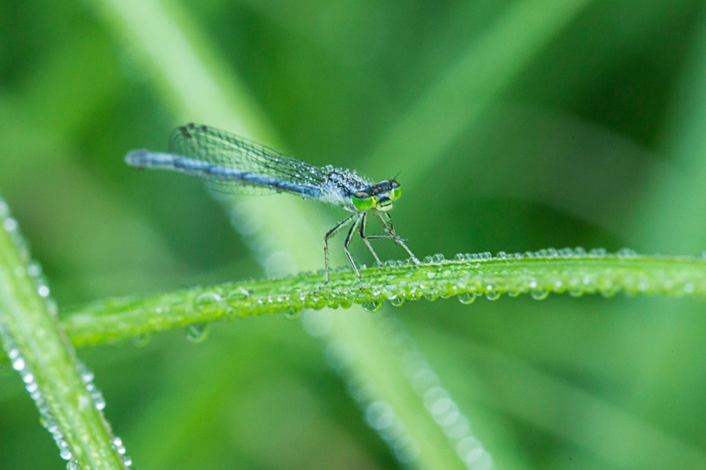 damselfly cu yard v1 f16