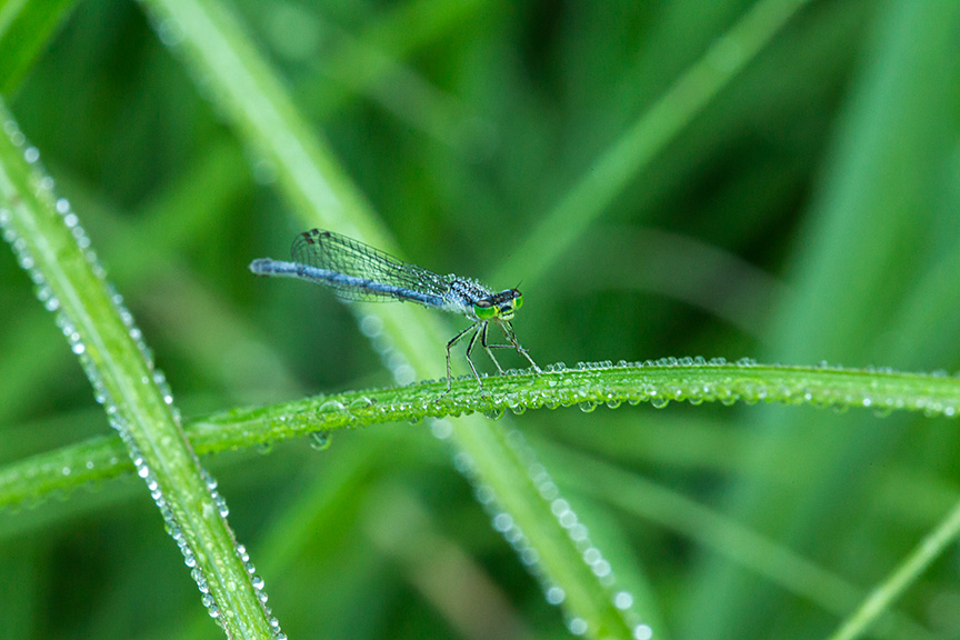 damselfly cu yard v1_43G5903