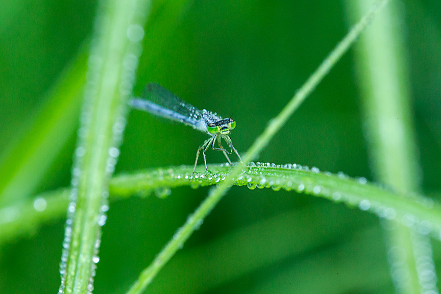 damselfly cu yard v2 f22_43G5870