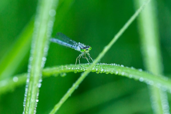 damselfly cu yard v2 f22_43G5870