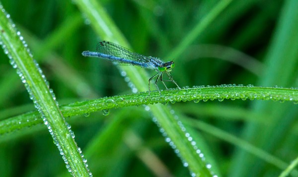 damselfly cu yard v2 f32