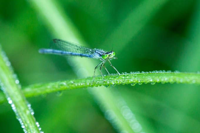 damselfly cu yard v2_43G5871
