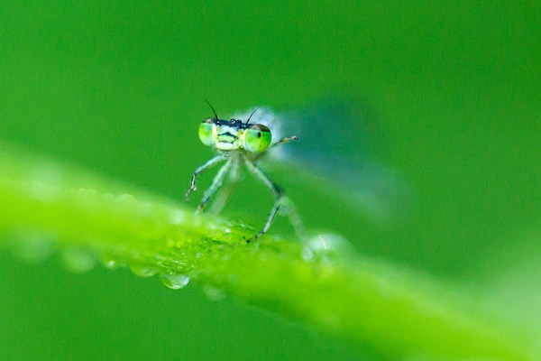 damselfly cu yard_v1 43G5863