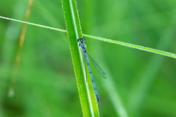 Damselfly short stack v1 pond f11_43G6011