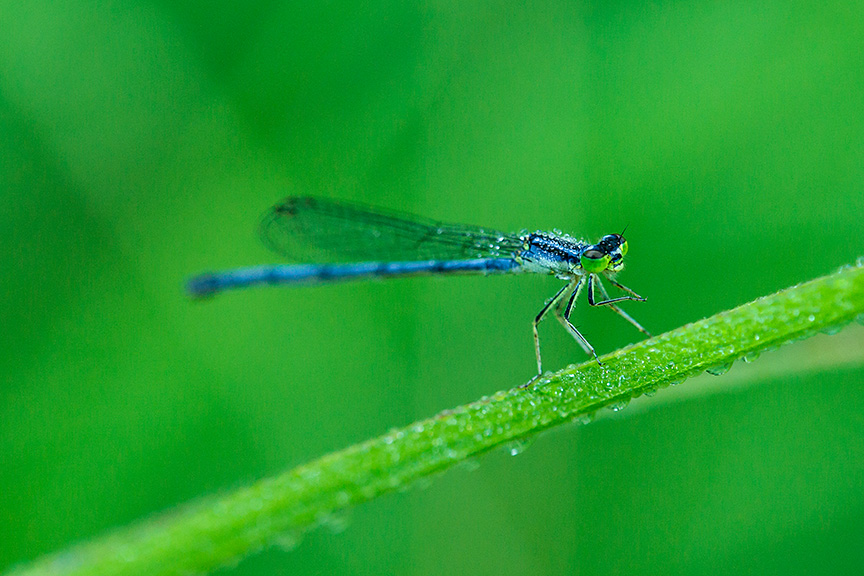Damselfly v2 f56_43G6047