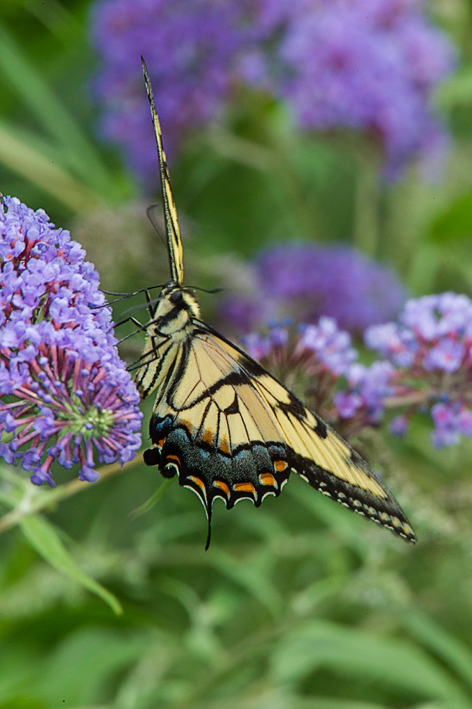 Eastern Tiger Swallowtail v1 yard_43G2746