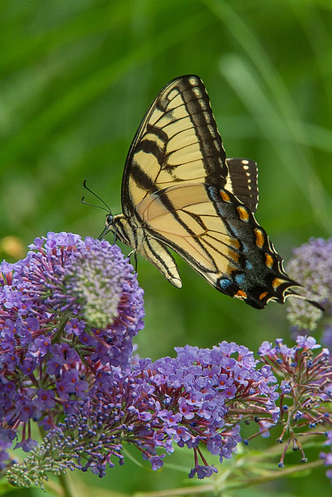 Eastern Tiger Swallowtail v1 yard_43G2810