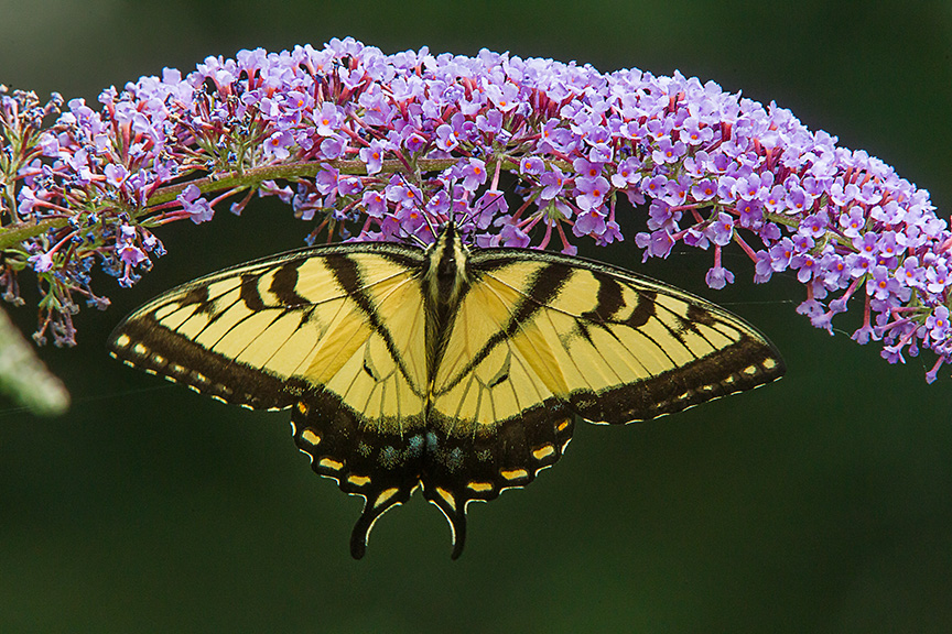 Eastern Tiger Swallowtail v1 yard_43G2842