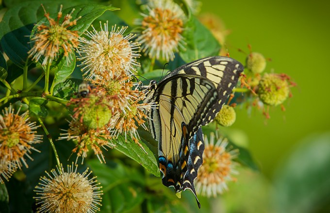 Eastern Tiger Swallowtail v1_43G2432