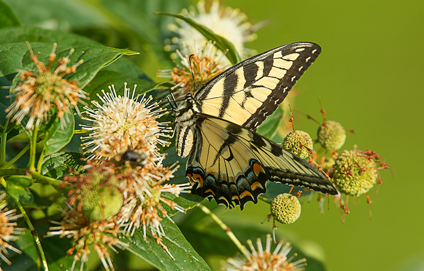 Eastern Tiger Swallowtail v1_43G2464