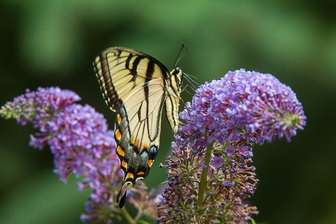 Eastern Tiger Swallowtail v1_43G2755