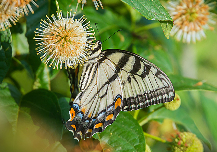 Eastern Tiger Swallowtail v2 cf_43G2405