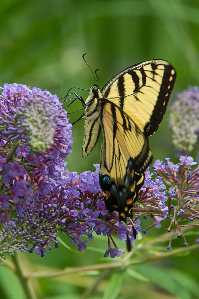 Eastern Tiger Swallowtail v2 yard_43G2806