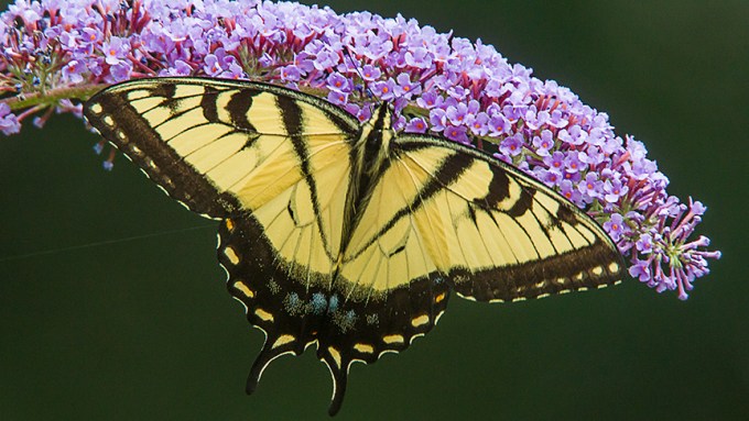 Eastern Tiger Swallowtail v2 yard_43G2856