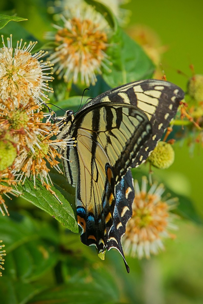 Eastern Tiger Swallowtail v2_43G2432