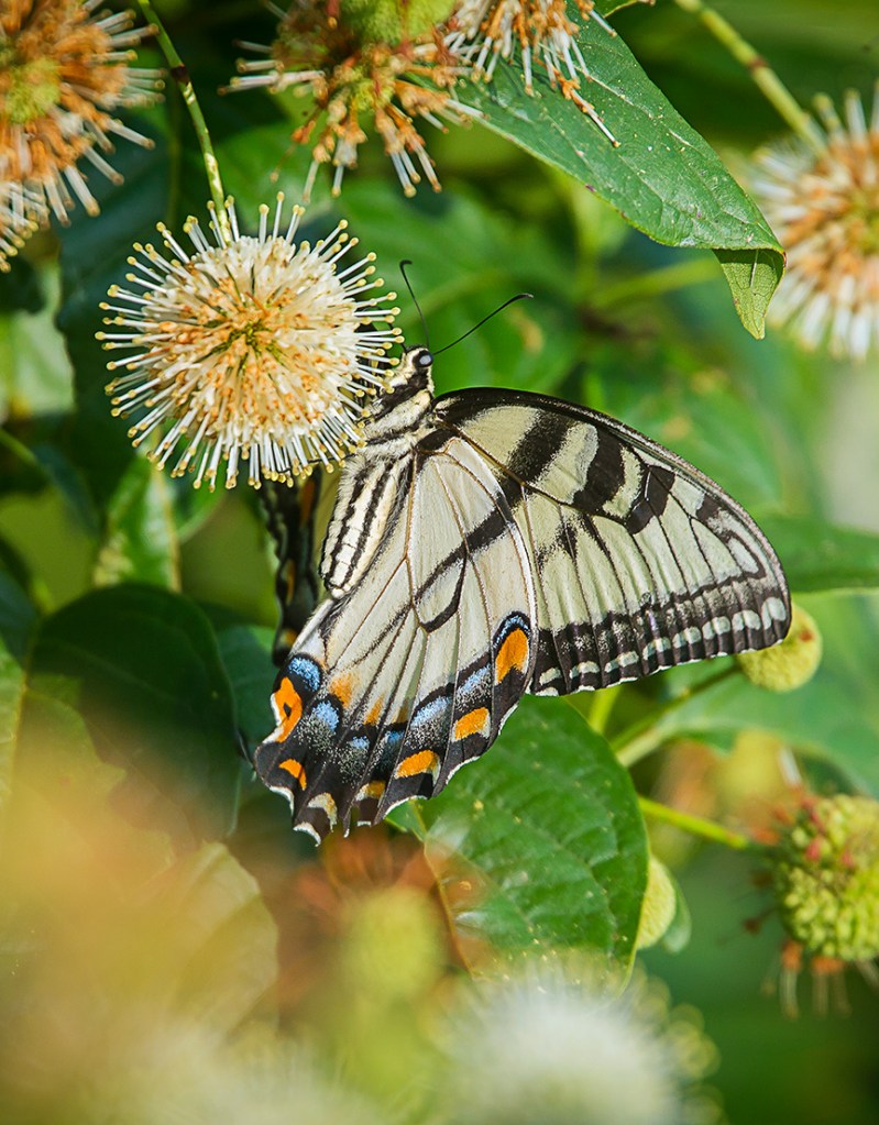 Eastern Tiger Swallowtail v3 cf_43G2405