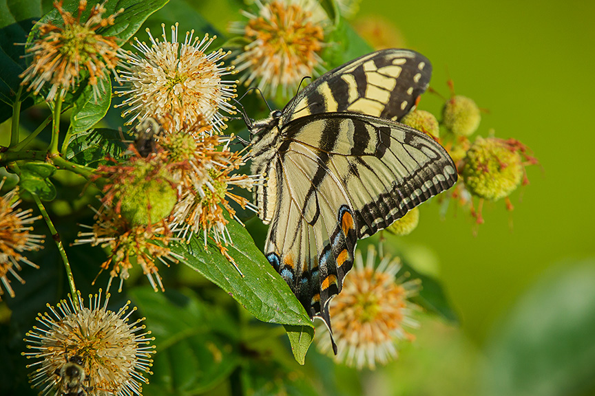Eastern Tiger Swallowtail v3_43G2446