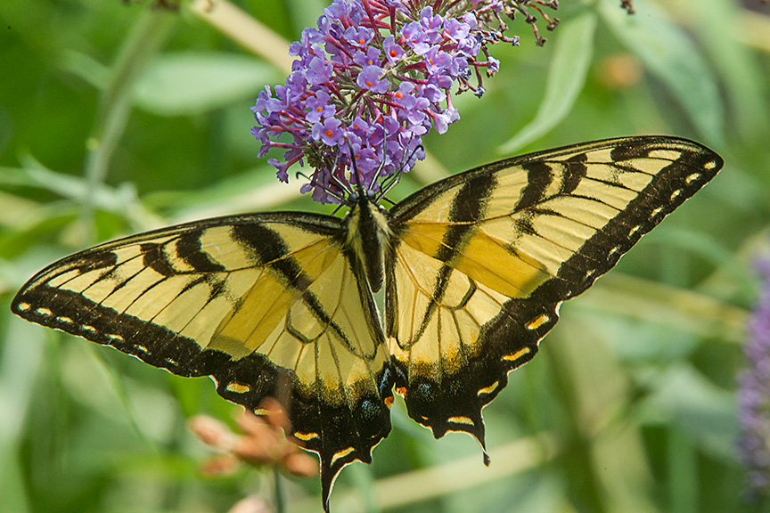 Eastern Tiger swallowtail v3_43G3352