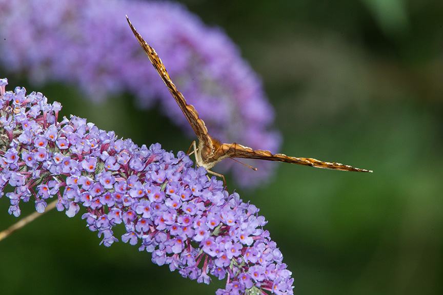 fritillary v1_43G3554