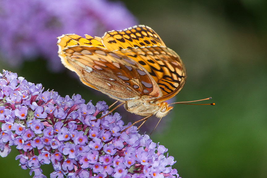 Fritillary v2 yard_43G3549