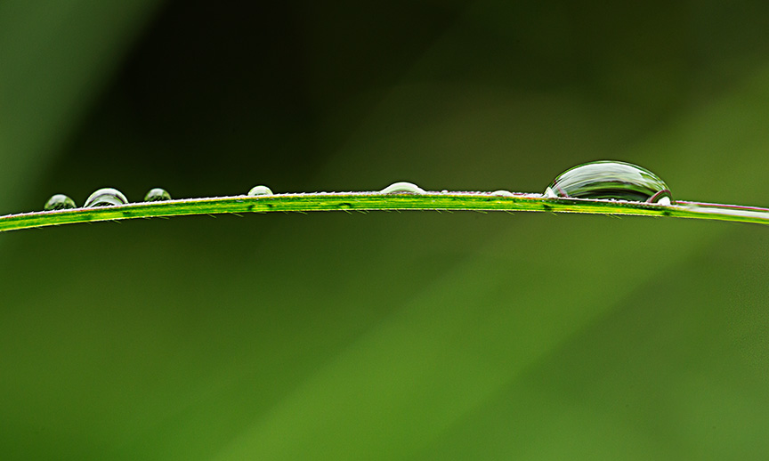 Grasses with raindrop v4_43G1383