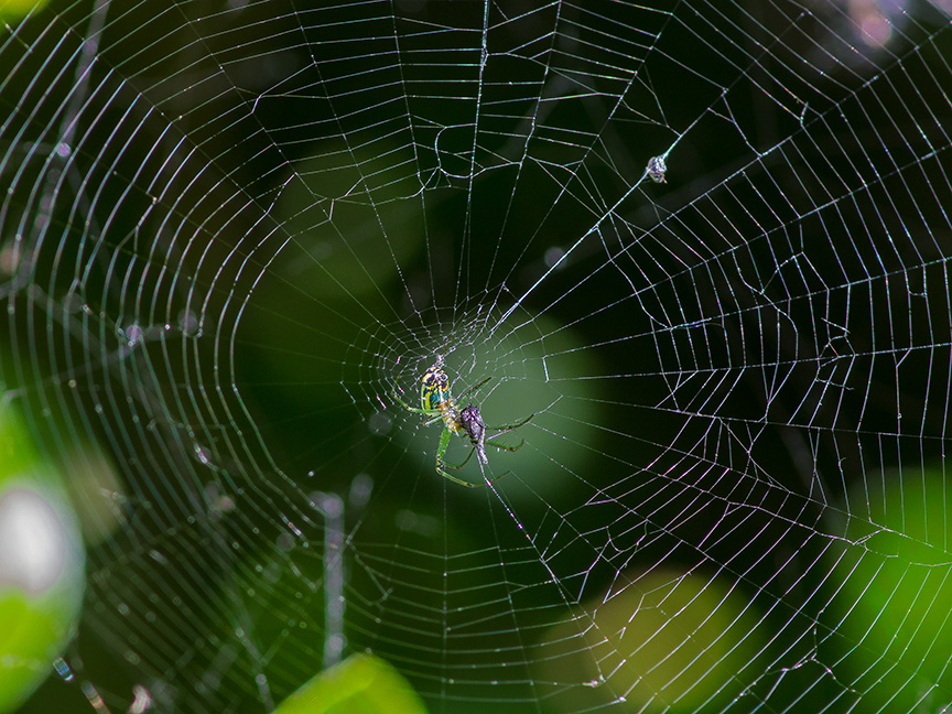 Orb Weaver web v1_1340289