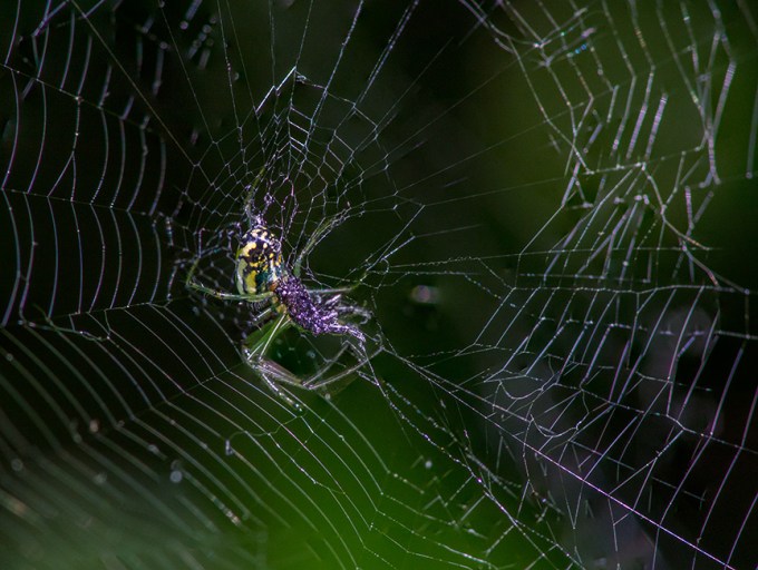 Orb Weaver web v1_1340357