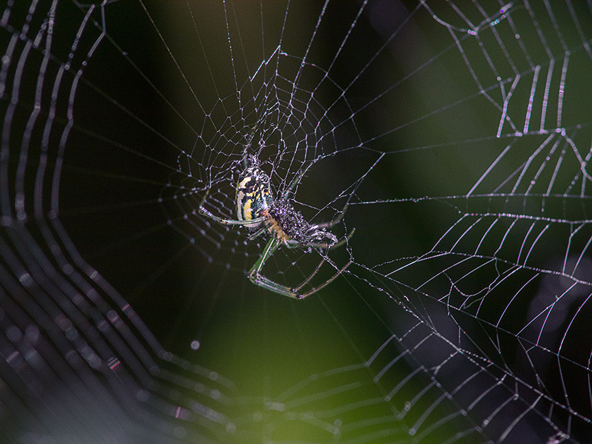 Orb Weaver web v1_1340378