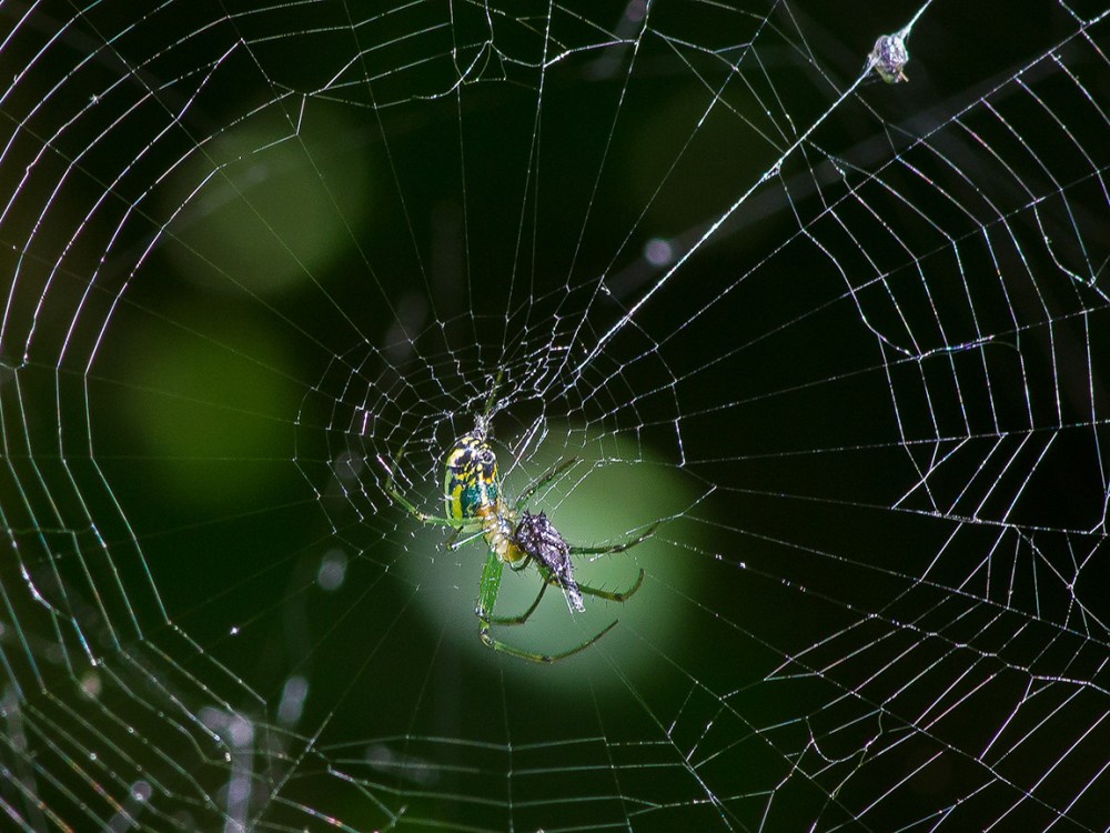 Orb Weaver web v2_1340282