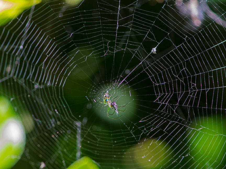 Orb Weaver web v2_1340286
