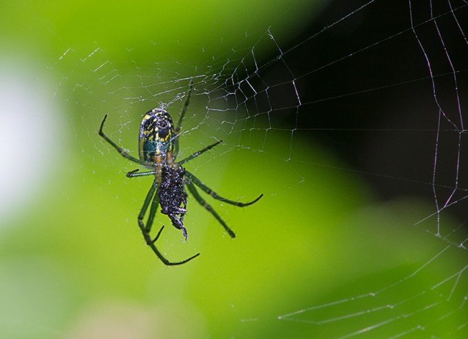 Orb Weaver web v2_1340305