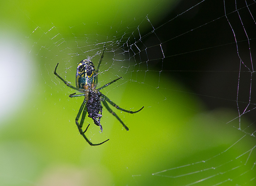 Orb Weaver web v2_1340305