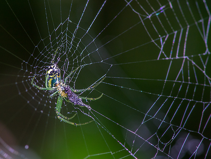 Orb Weaver web v2_1340333