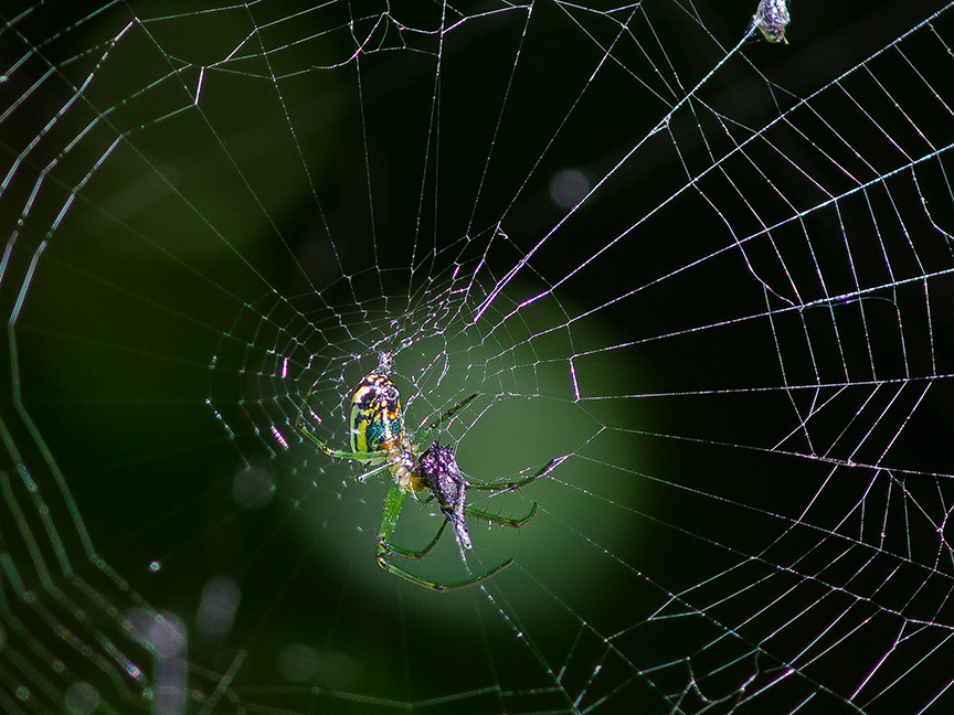 Orb Weaver web v5_1340288
