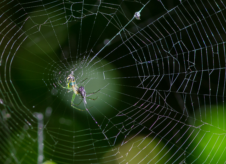 Orb Weaver web_1340289-2 v3