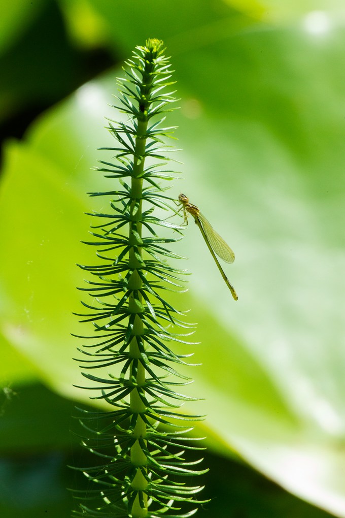 Teneral Eastern Forktail Damsel v1_43G1214