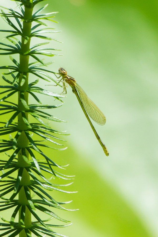 Teneral Eastern Forktail Damsel v2_43G1210