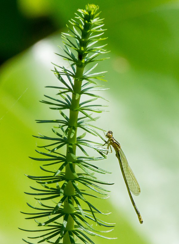 Teneral Eastern Forktail Damsel v2_43G1283