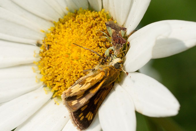 yard bug eat moth v2_43G5135