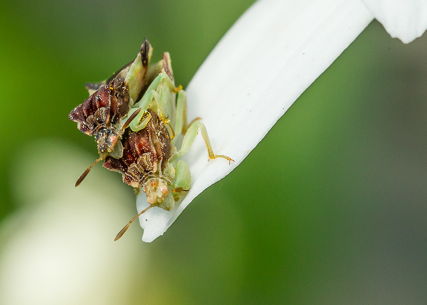 yard bugs v3_43G4997