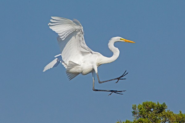 10 Great Egret Landing v2 Brig 2015_43G0176