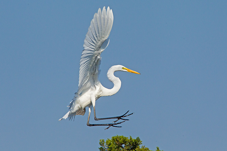11 Great Egret Landing v2 Brig 2015_43G0177