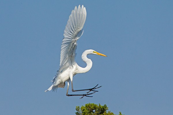 11 Great Egret Landing v2 Brig 2015_43G0177