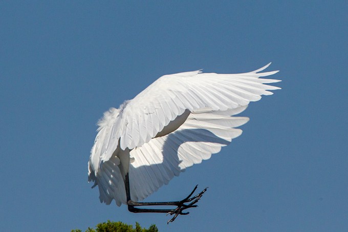 12 Great Egret Landing v1 Brig 2015_43G0178
